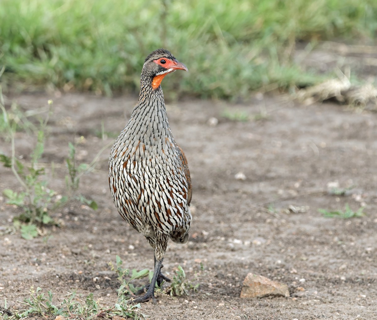 Gray-breasted Spurfowl - ML619106737