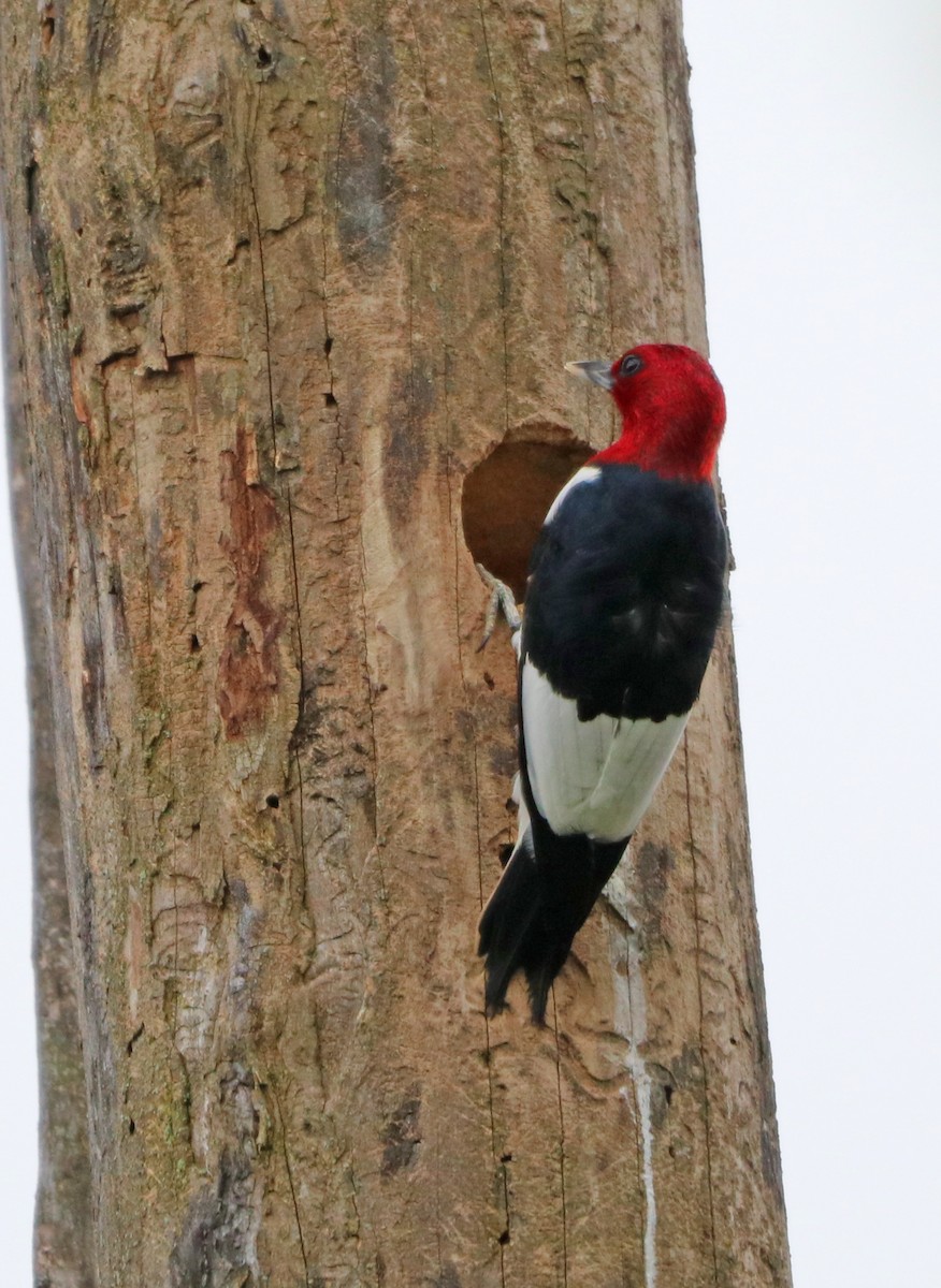 Red-headed Woodpecker - ML619106752