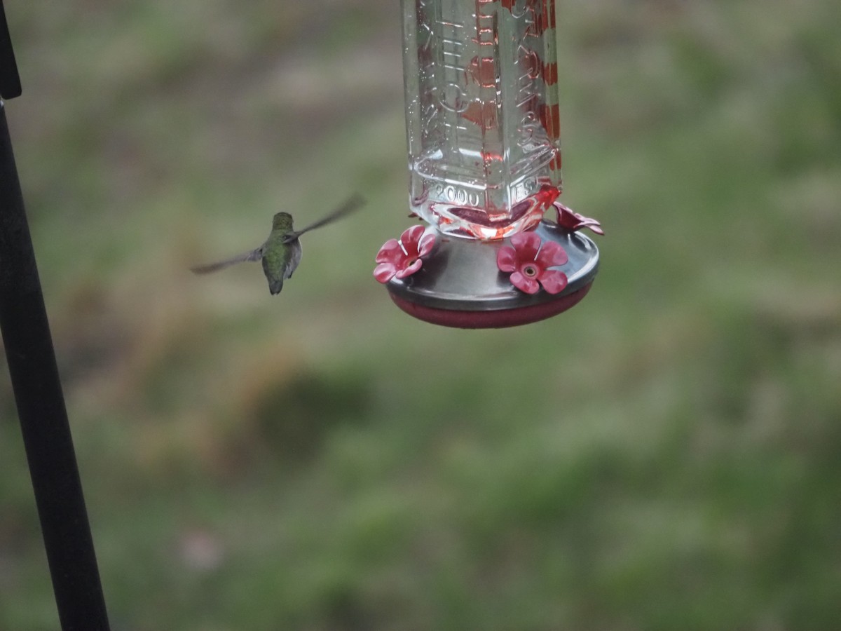 Ruby-throated Hummingbird - ML619106763