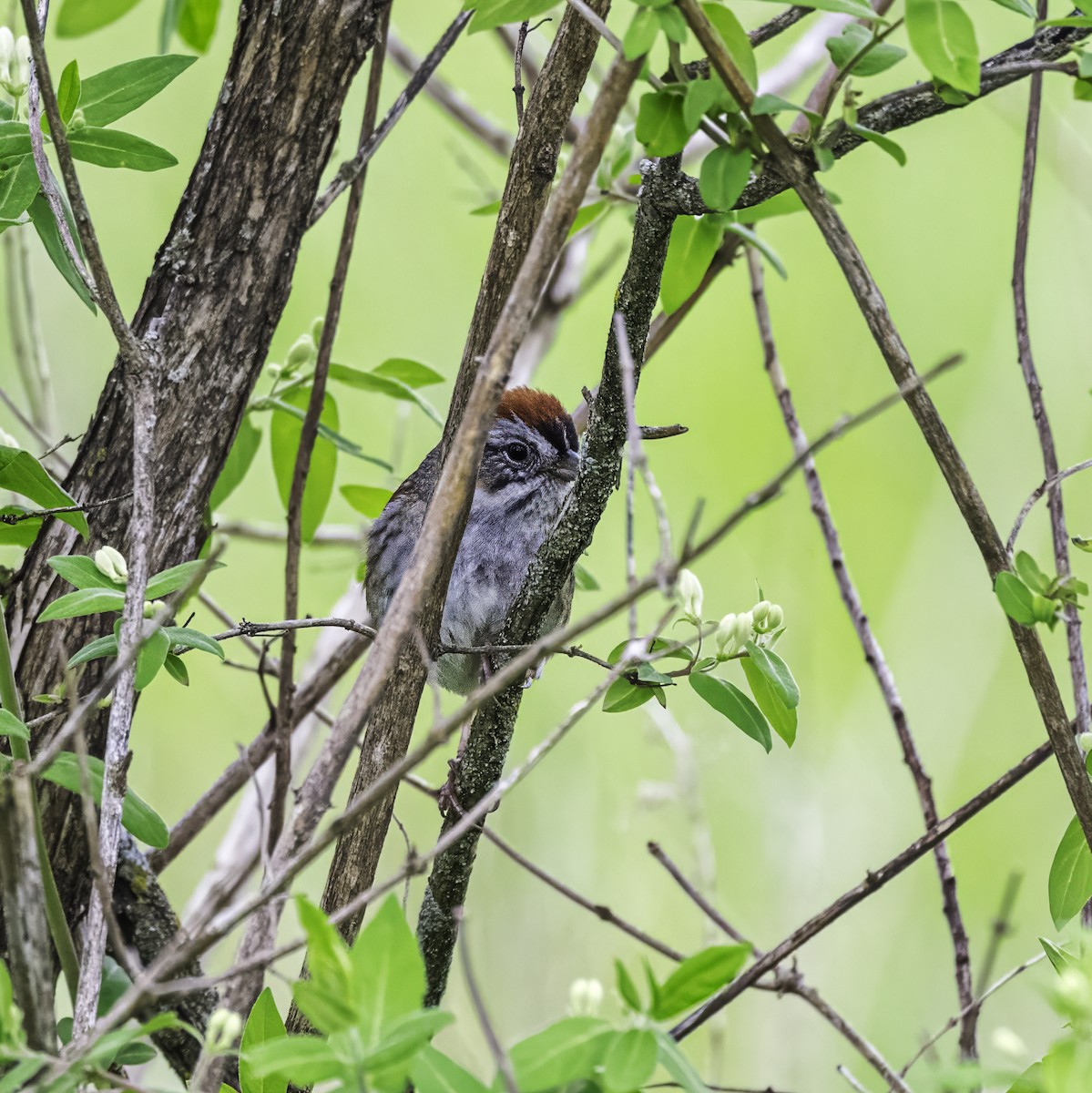 Chipping Sparrow - ML619106769