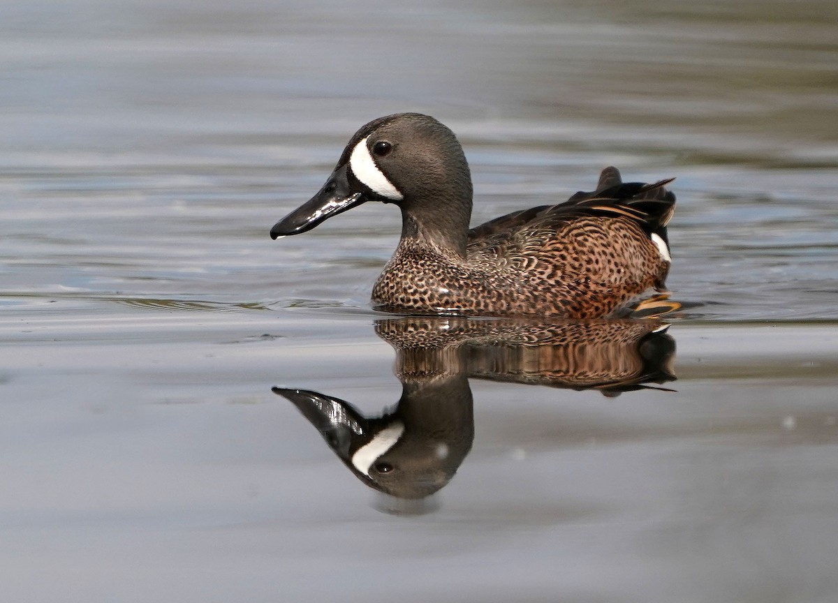Blue-winged Teal - ML619106777