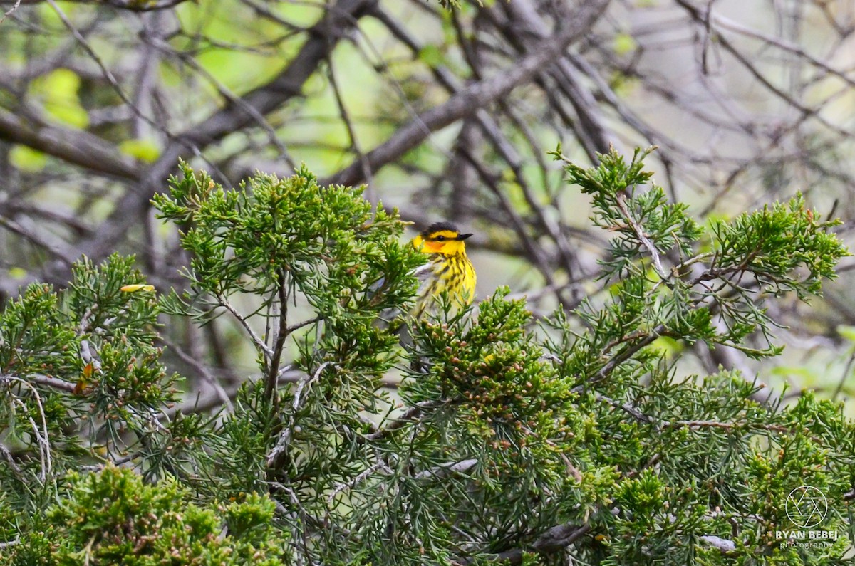 Cape May Warbler - ML619106787