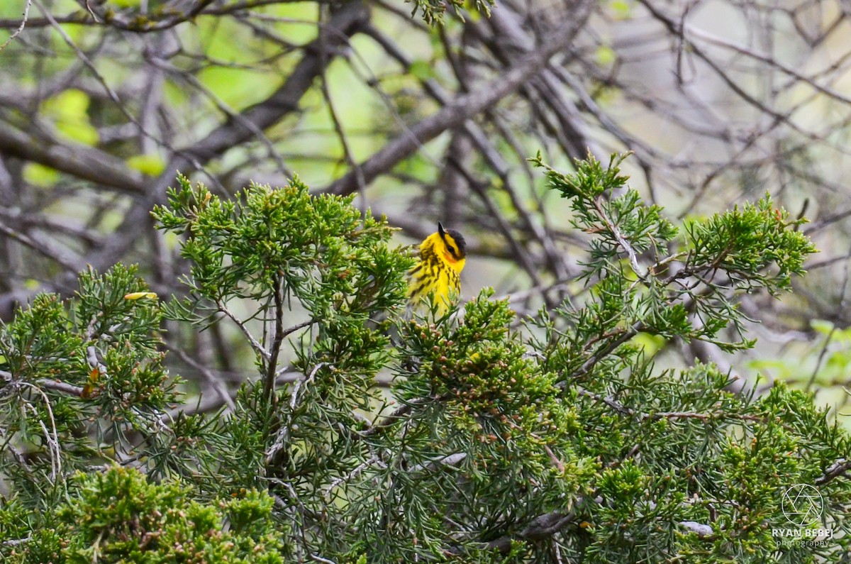 Cape May Warbler - ML619106792