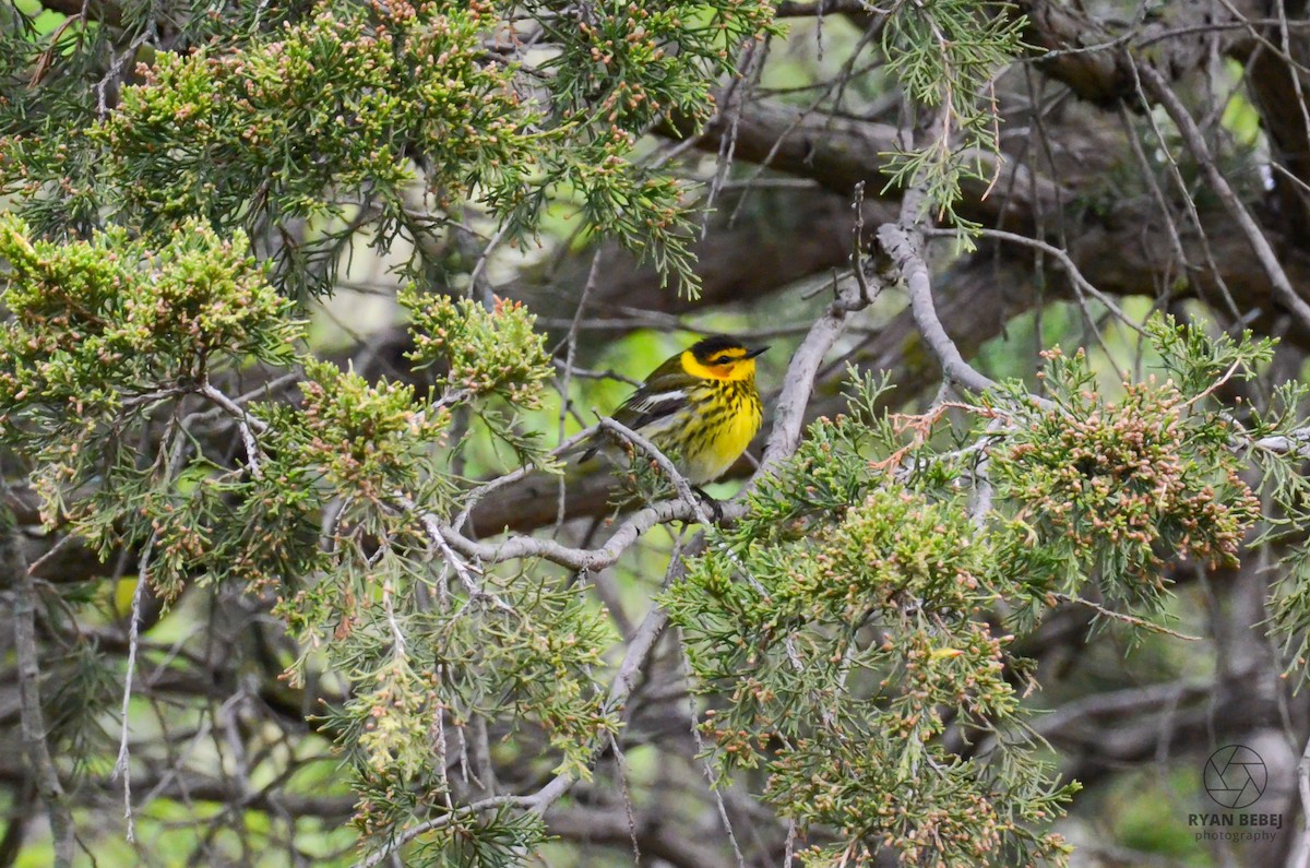 Cape May Warbler - ML619106798