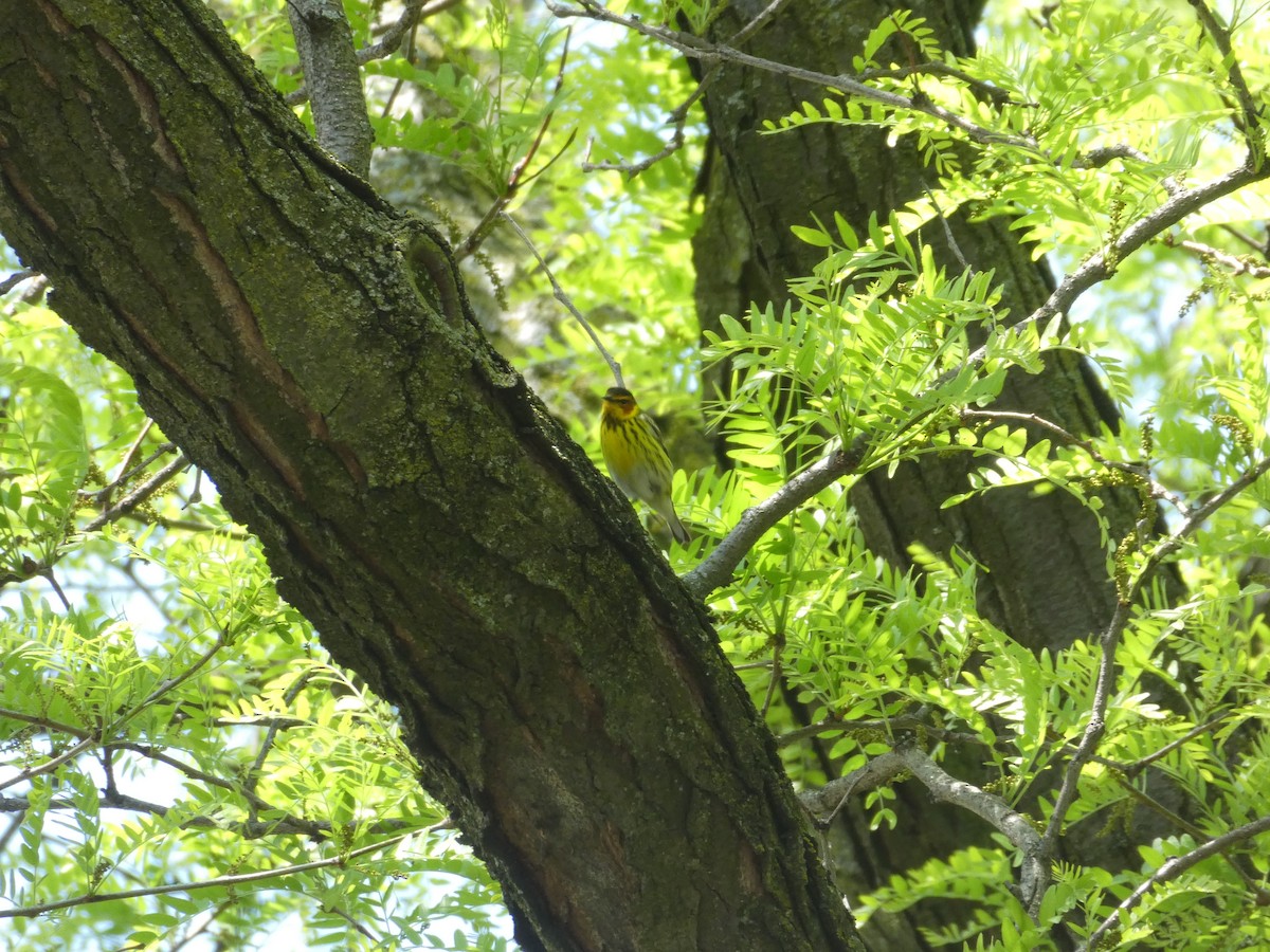 Cape May Warbler - ML619106804