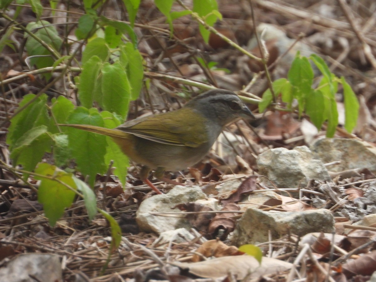Green-backed Sparrow - ML619106872