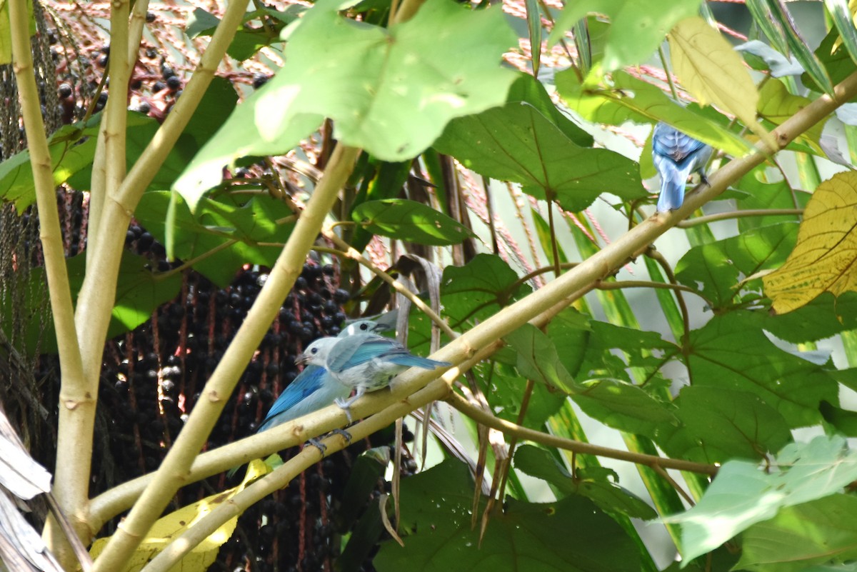 Blue-gray Tanager - ML619106873