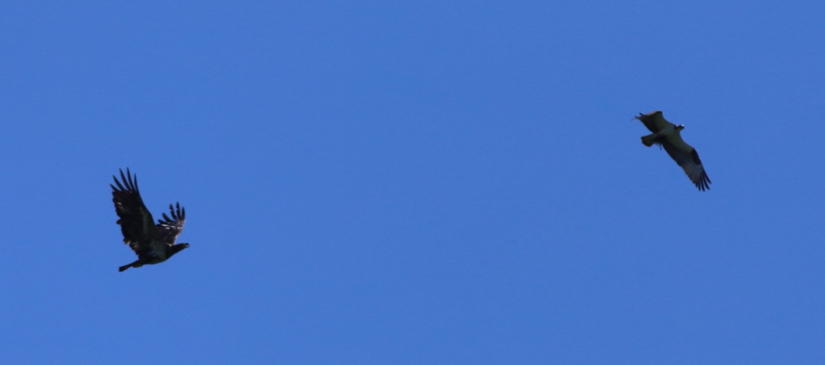 Белоголовый орлан - ML619106883