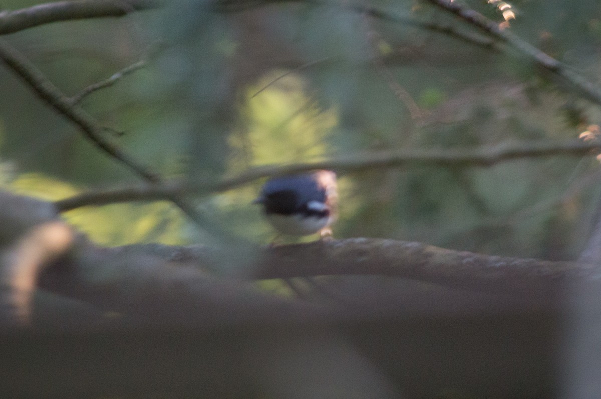 Black-throated Blue Warbler - ML619106886