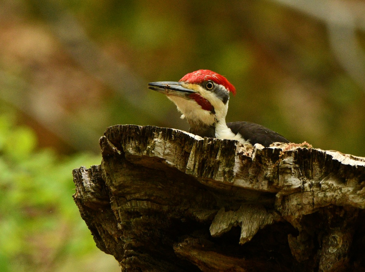 Pileated Woodpecker - ML619106895