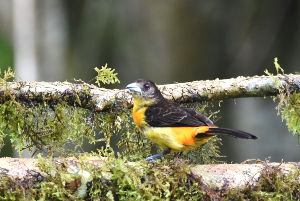 Flame-rumped Tanager - ML619106959
