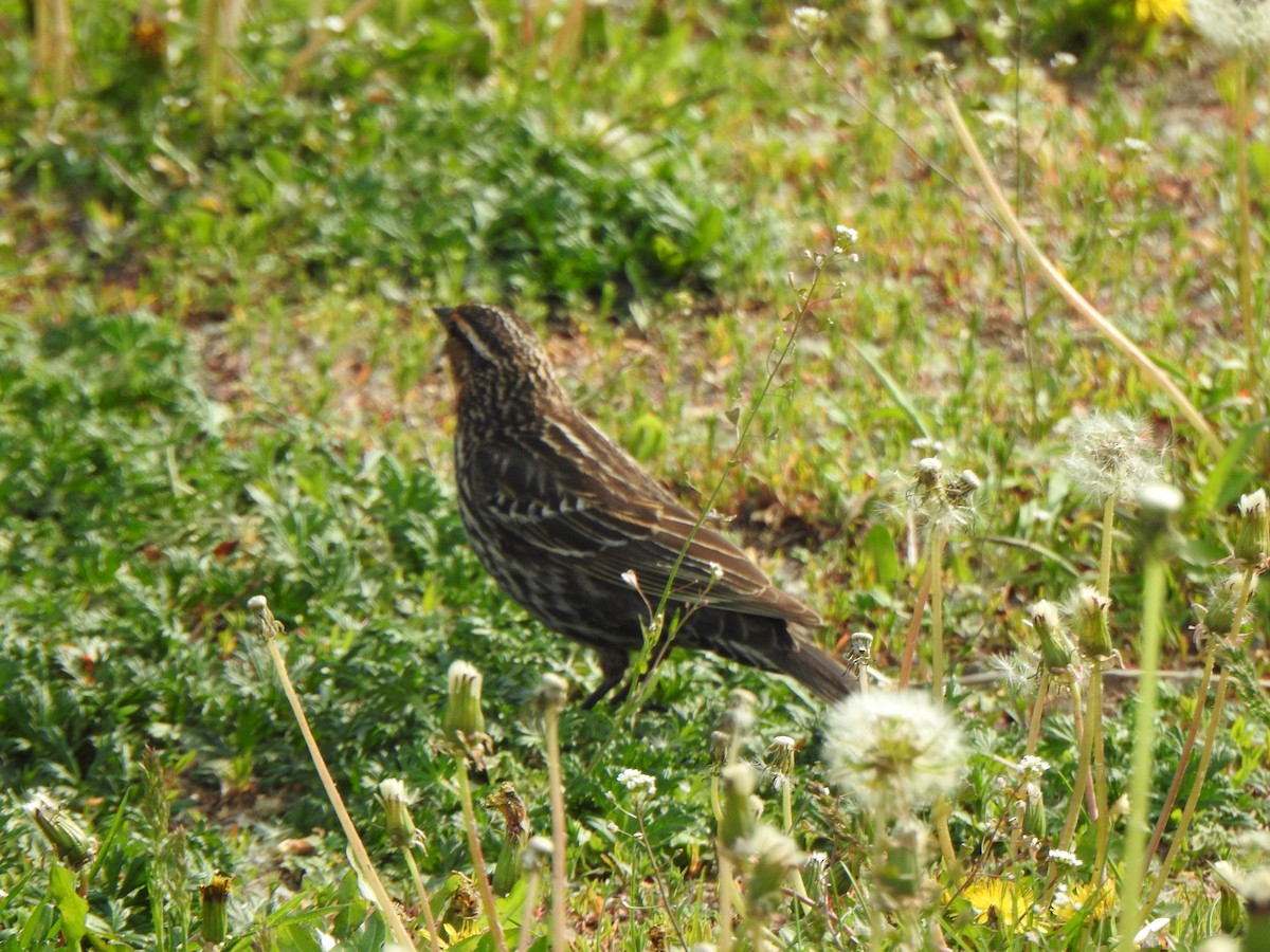 Red-winged Blackbird (Red-winged) - ML619106999
