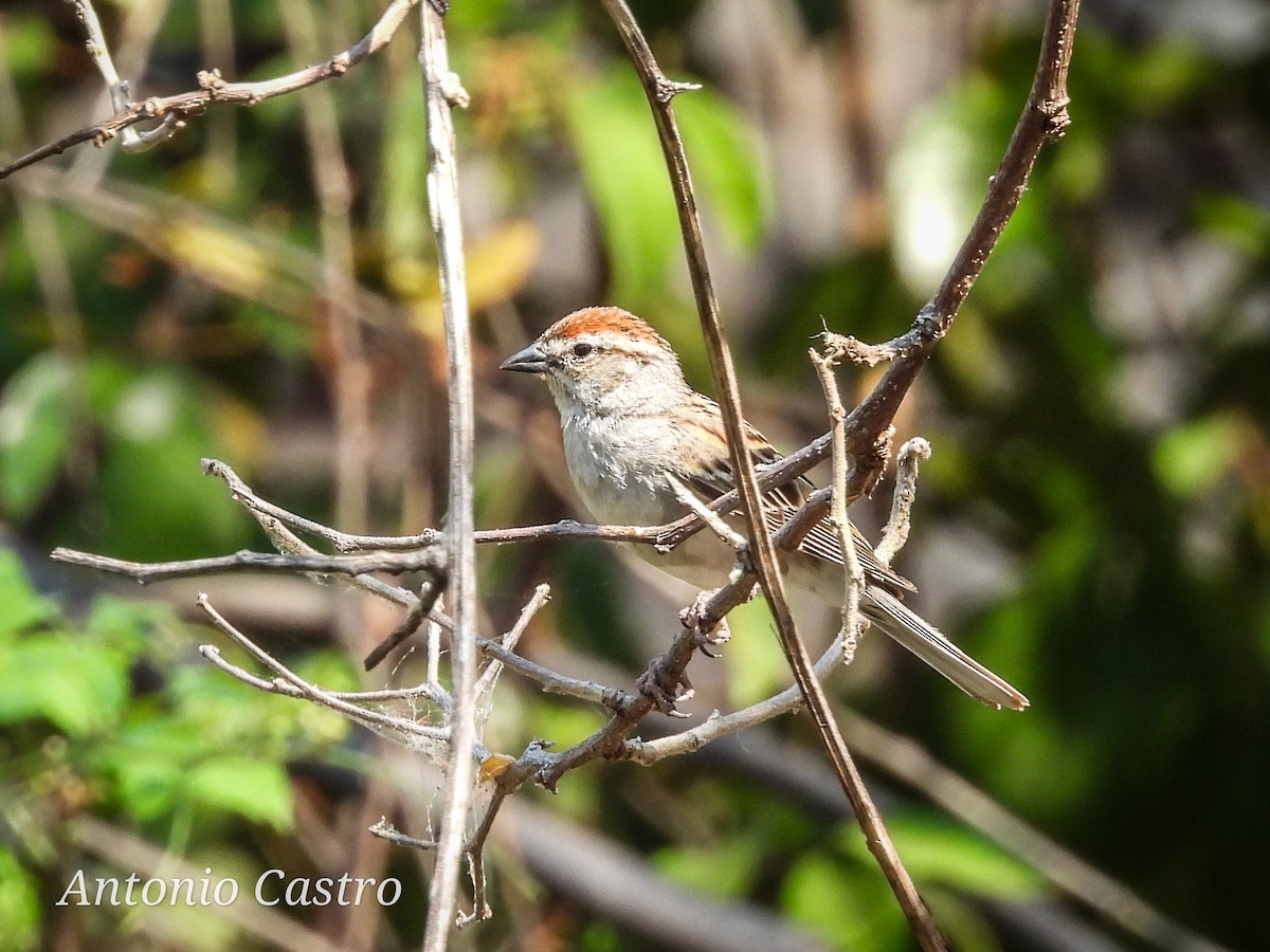 Chipping Sparrow - ML619107010