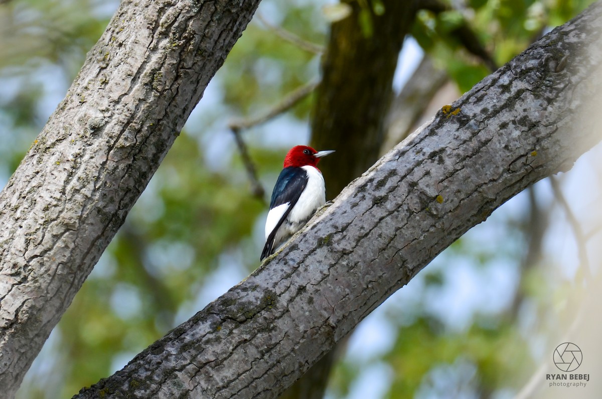 Red-headed Woodpecker - ML619107013