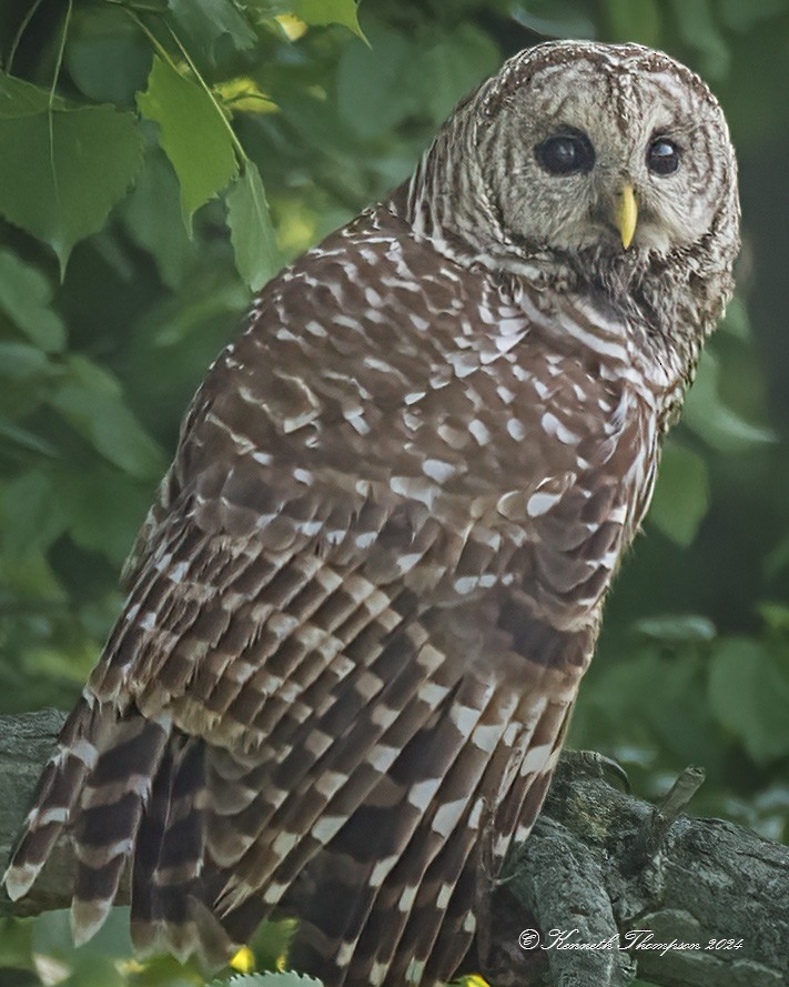 Barred Owl - ML619107017