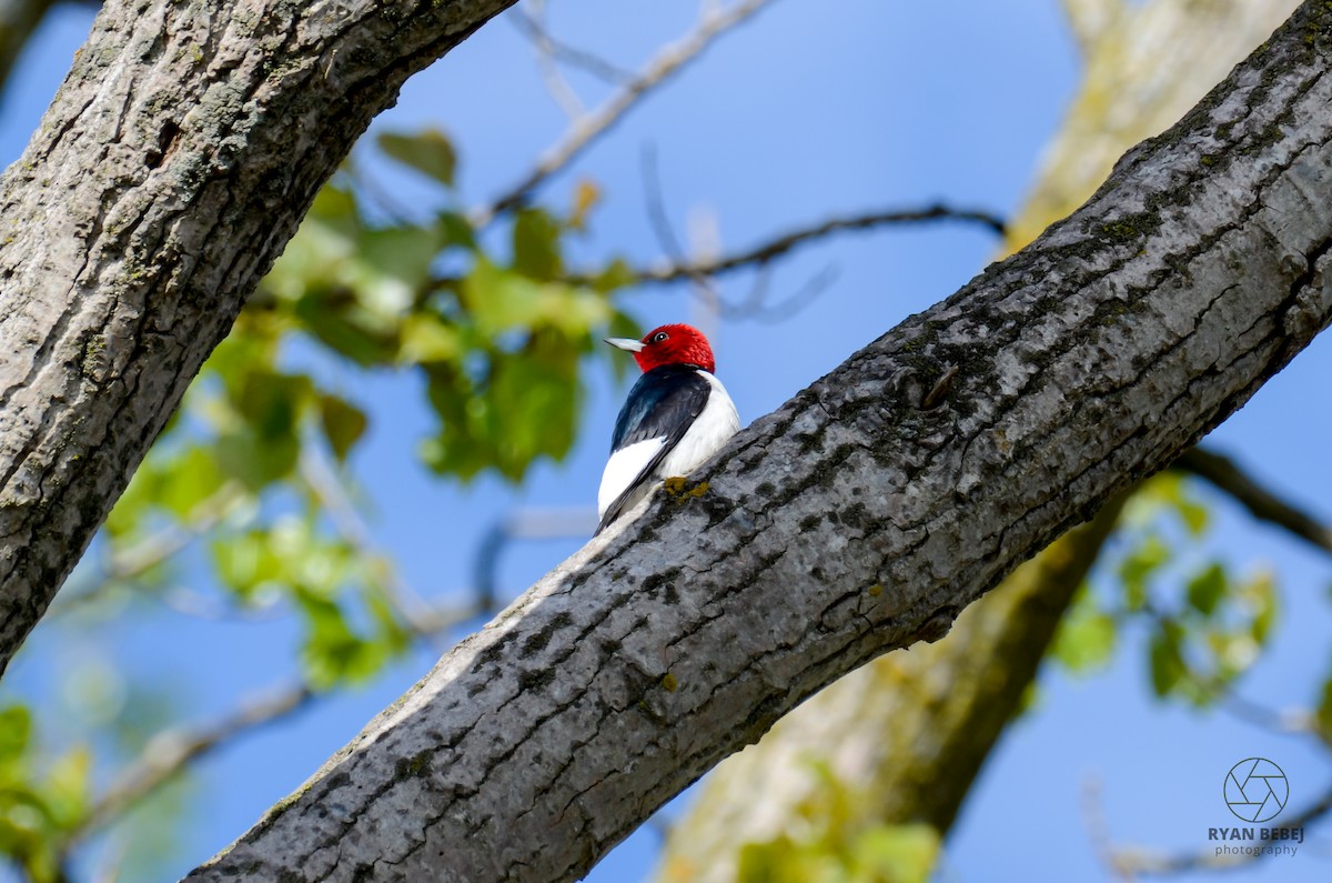 Red-headed Woodpecker - ML619107019