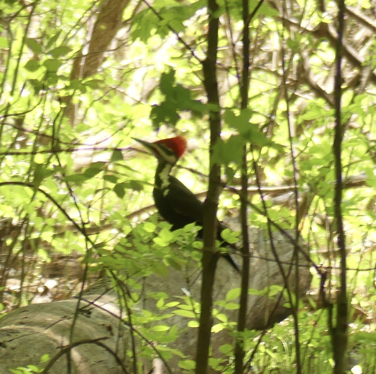 Pileated Woodpecker - ML619107023
