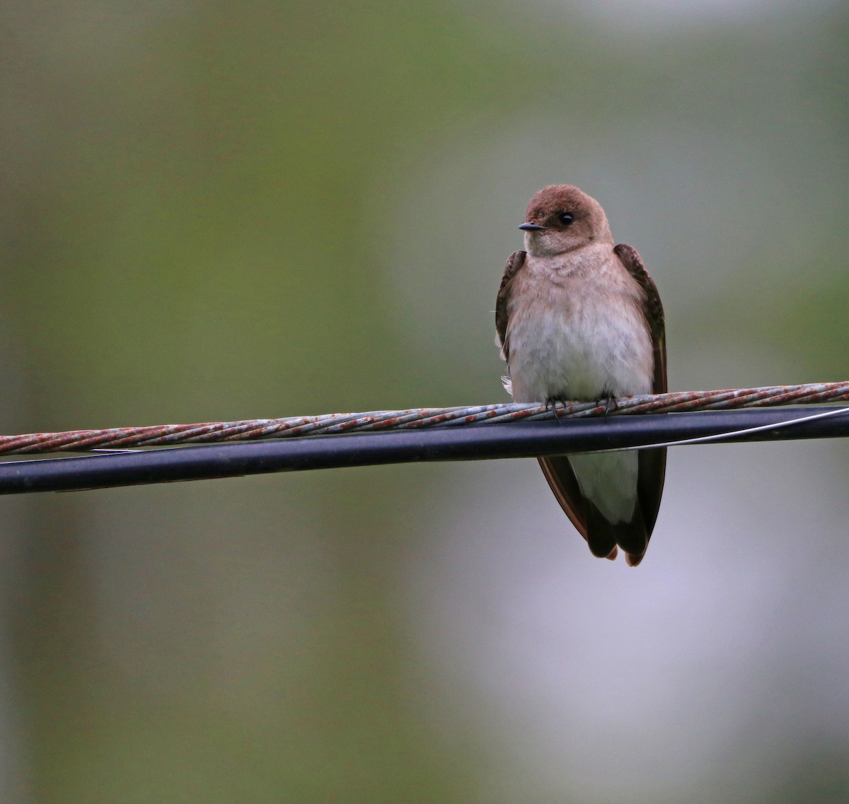 Northern Rough-winged Swallow - ML619107026