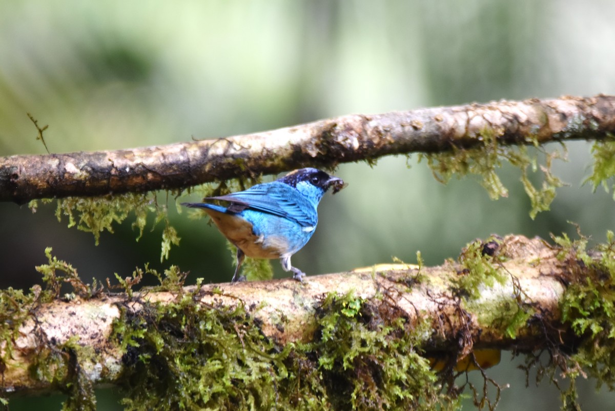 Golden-naped Tanager - ML619107106