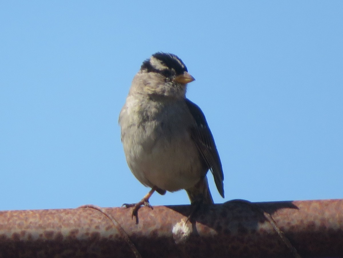 White-crowned Sparrow - ML619107131