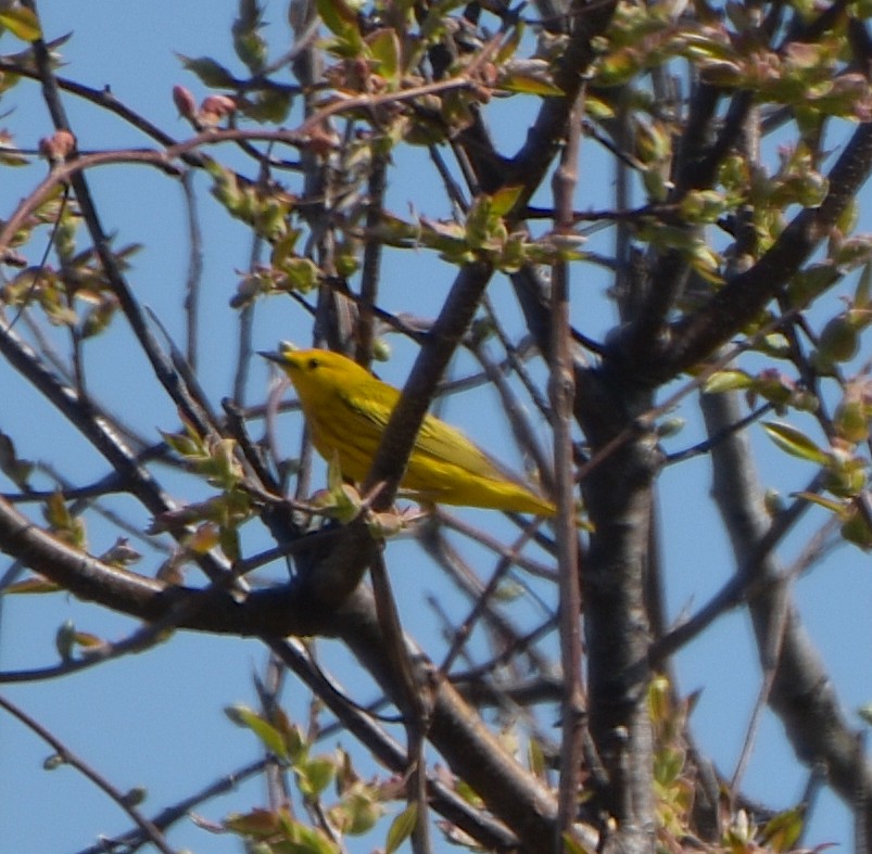 Yellow Warbler - ML619107148