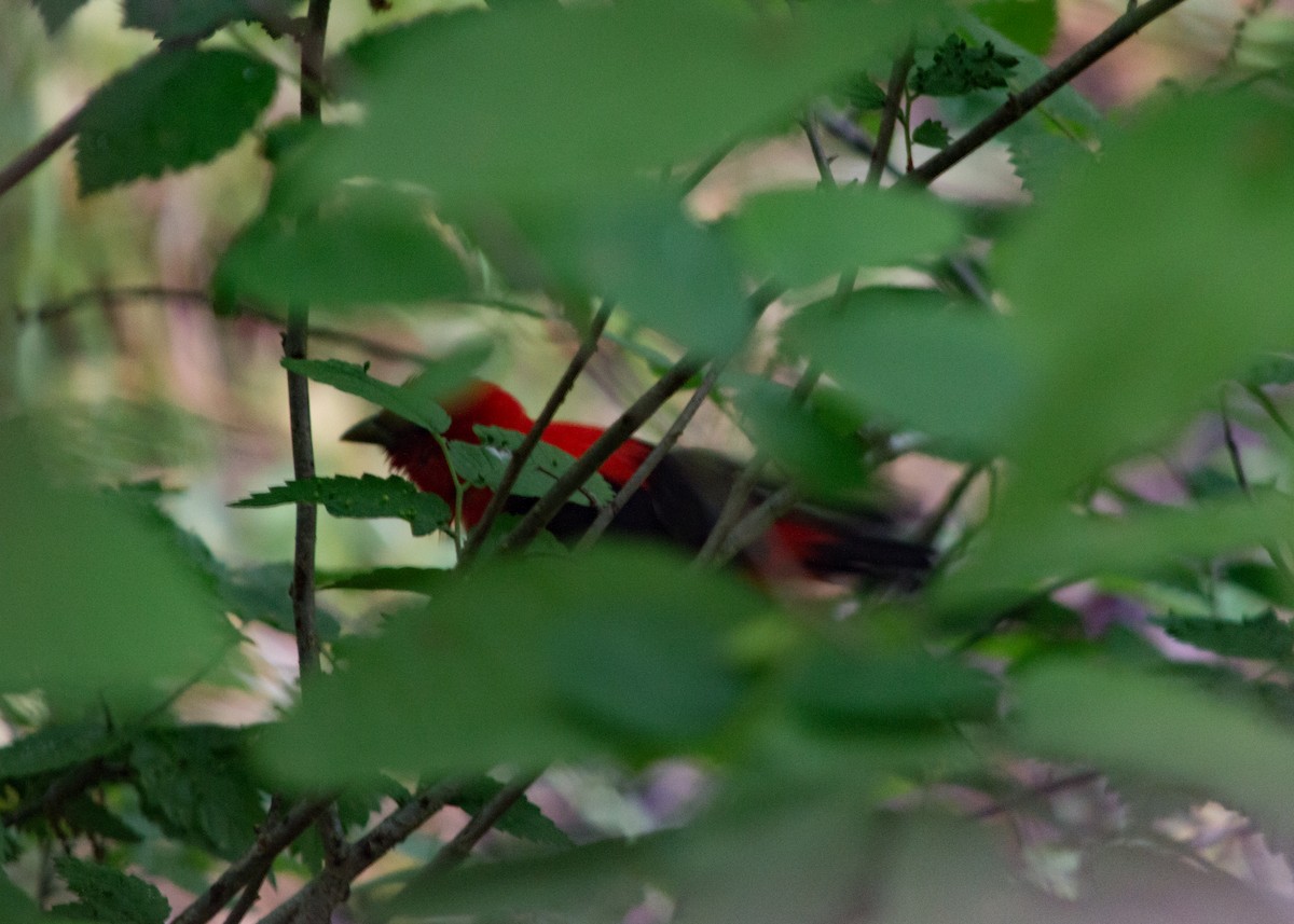Scarlet Tanager - ML619107166