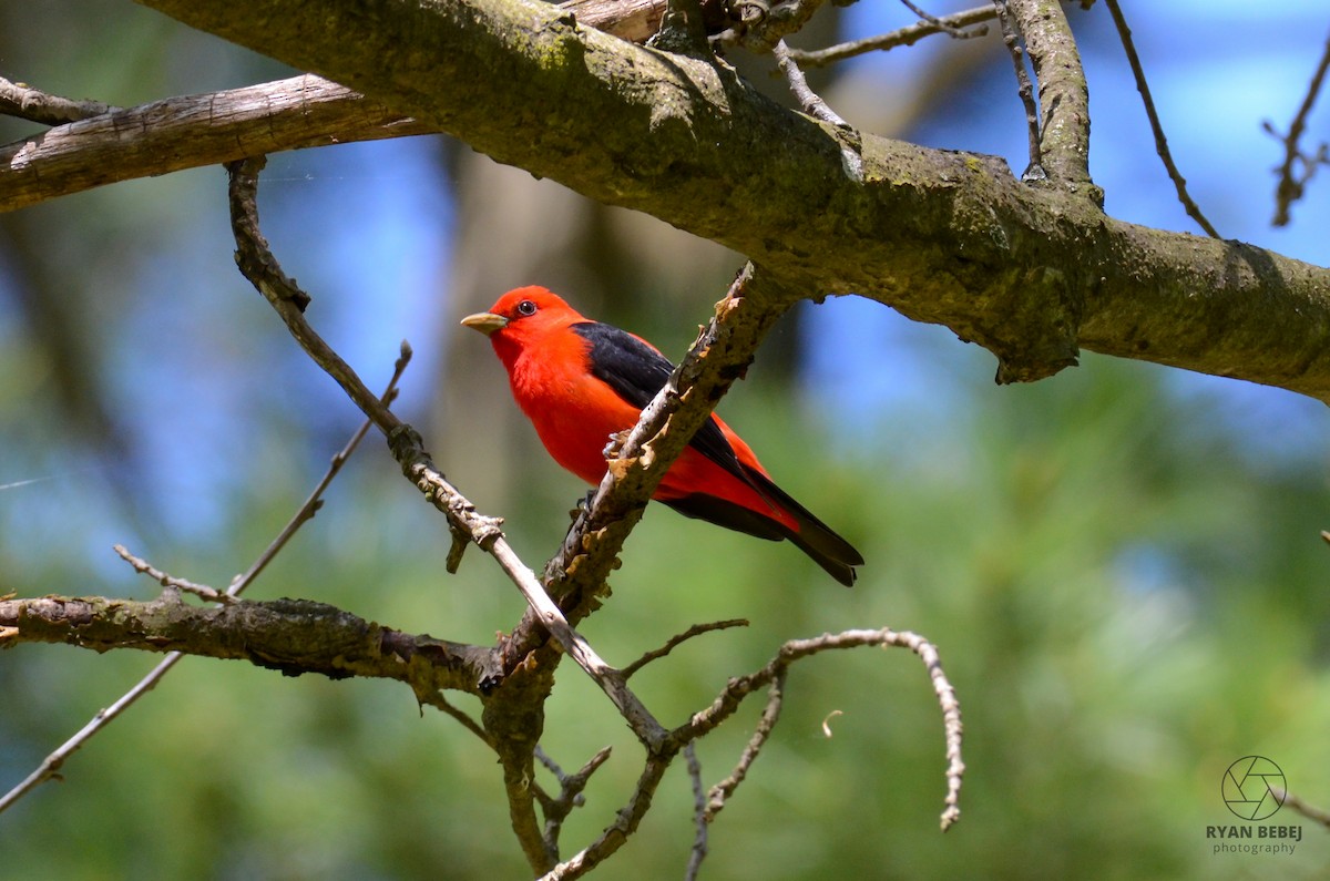 Scarlet Tanager - ML619107174