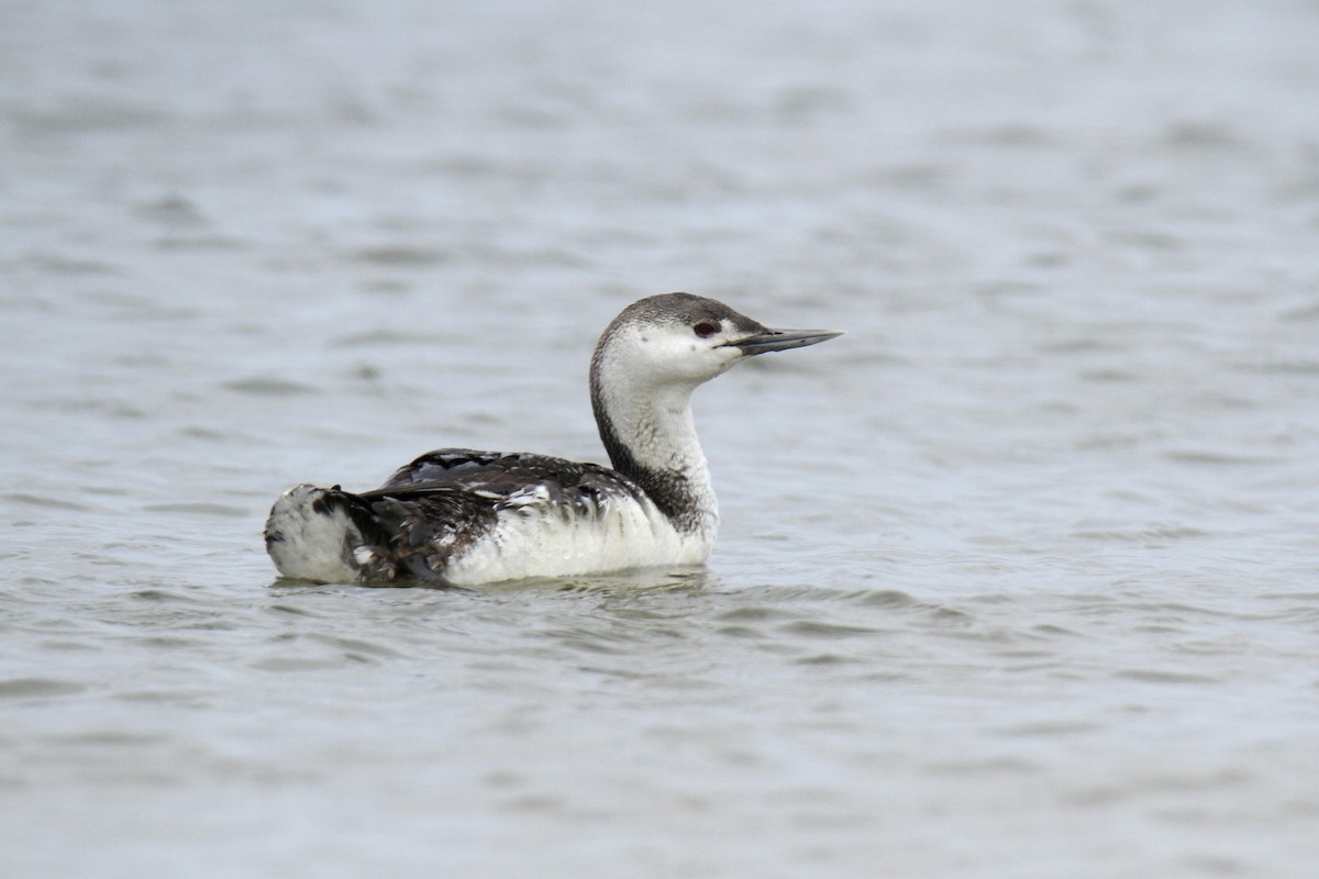 Red-throated Loon - ML619107211