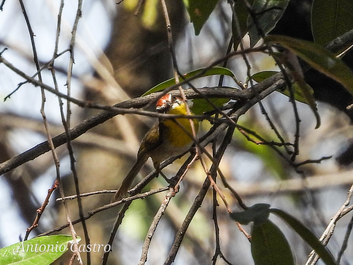 Rufous-capped Warbler - ML619107237