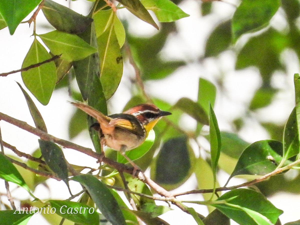 Rufous-capped Warbler - ML619107238