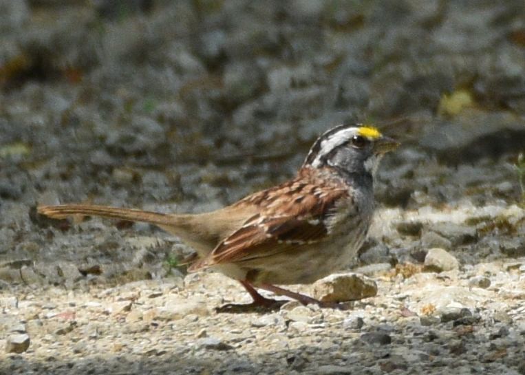White-throated Sparrow - ML619107341