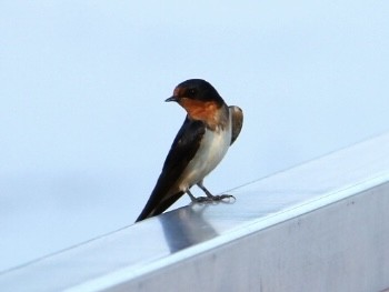 Barn Swallow - ML619107344