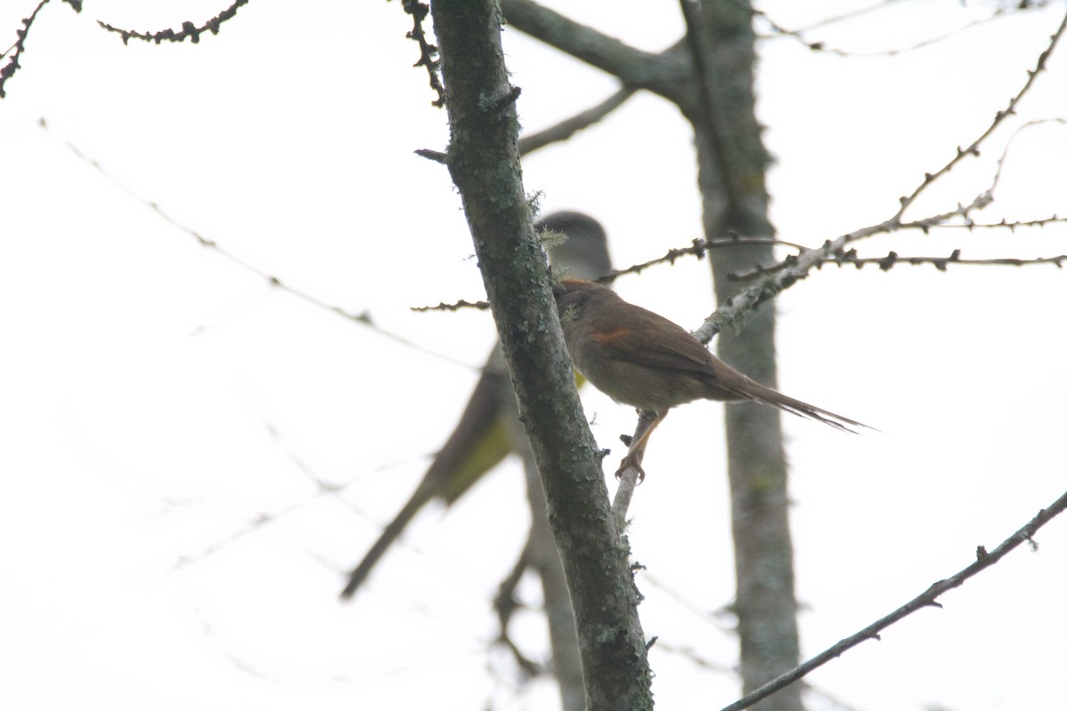 Pale-breasted Spinetail - ML619107360