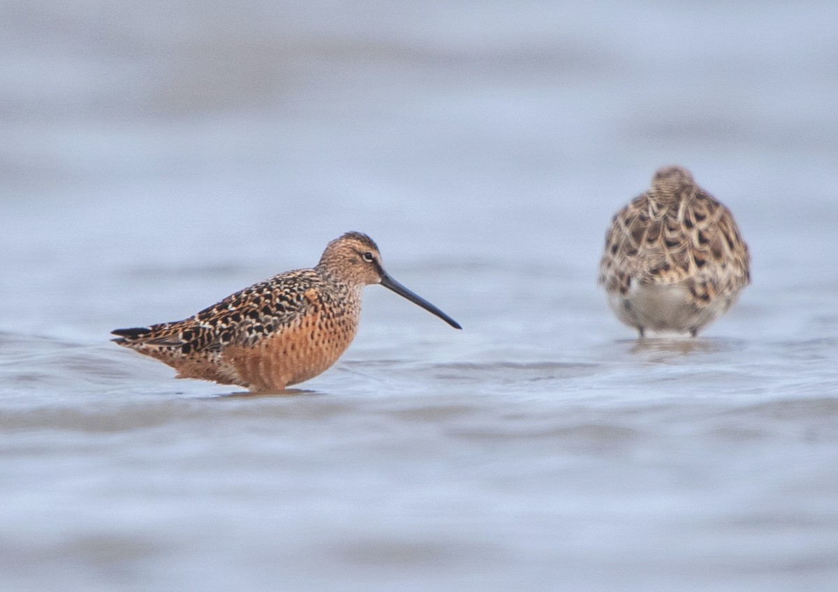 Long-billed Dowitcher - ML619107376