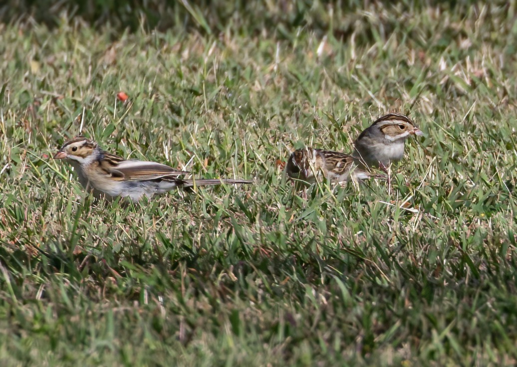 Clay-colored Sparrow - ML619107392