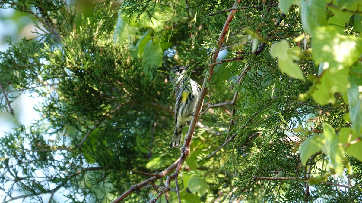 lesňáček žlutoskvrnný (ssp. coronata) - ML619107402