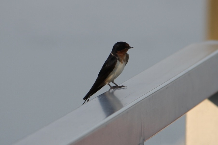 Barn Swallow - ML619107413