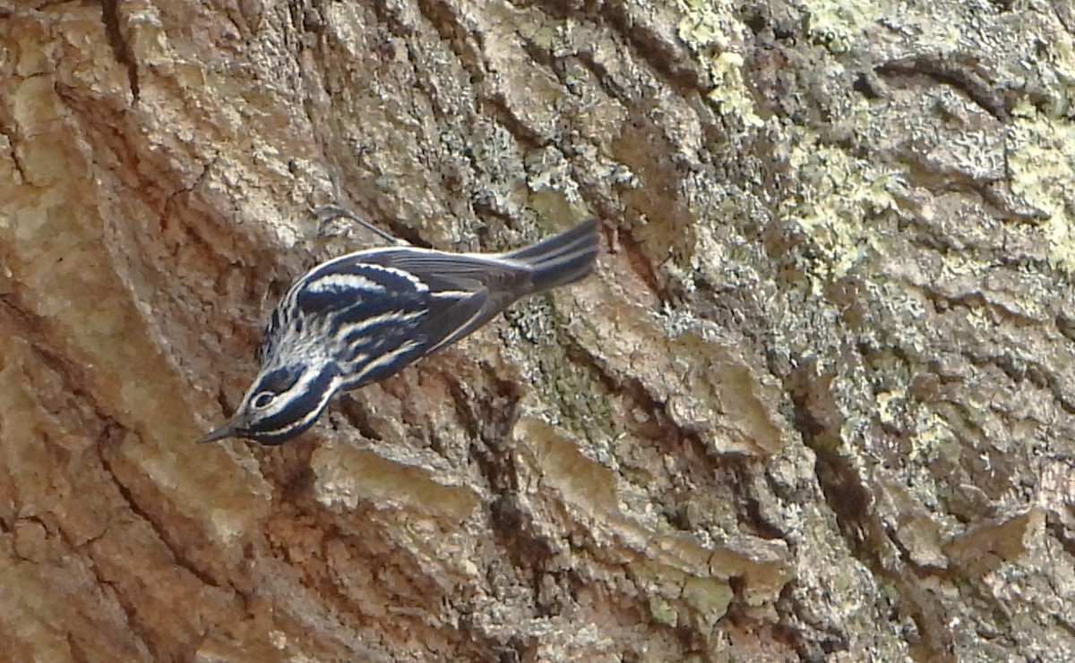 Black-and-white Warbler - ML619107422