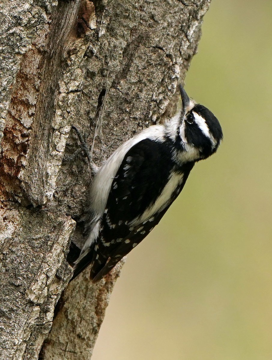 Downy Woodpecker (Rocky Mts.) - ML619107428