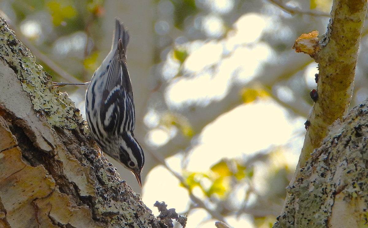 Black-and-white Warbler - ML619107432