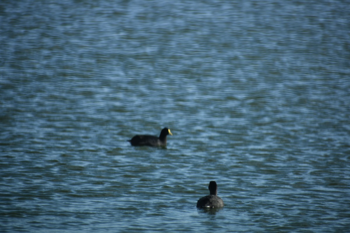 Lake Duck - ML619107466