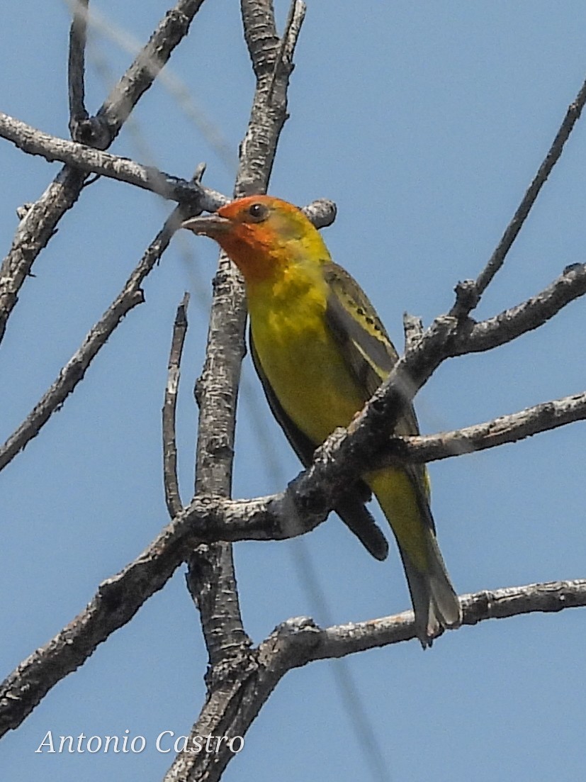 Western Tanager - ML619107491