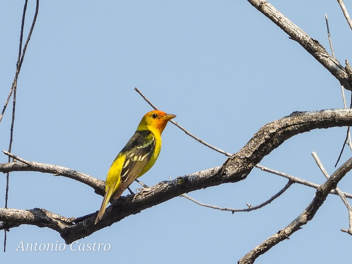 Western Tanager - ML619107492