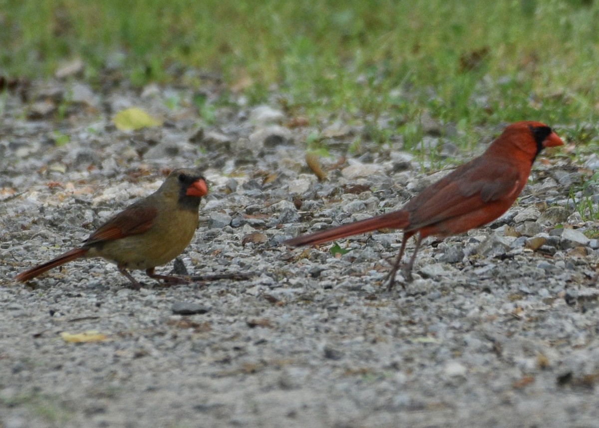 Cardinal rouge - ML619107521