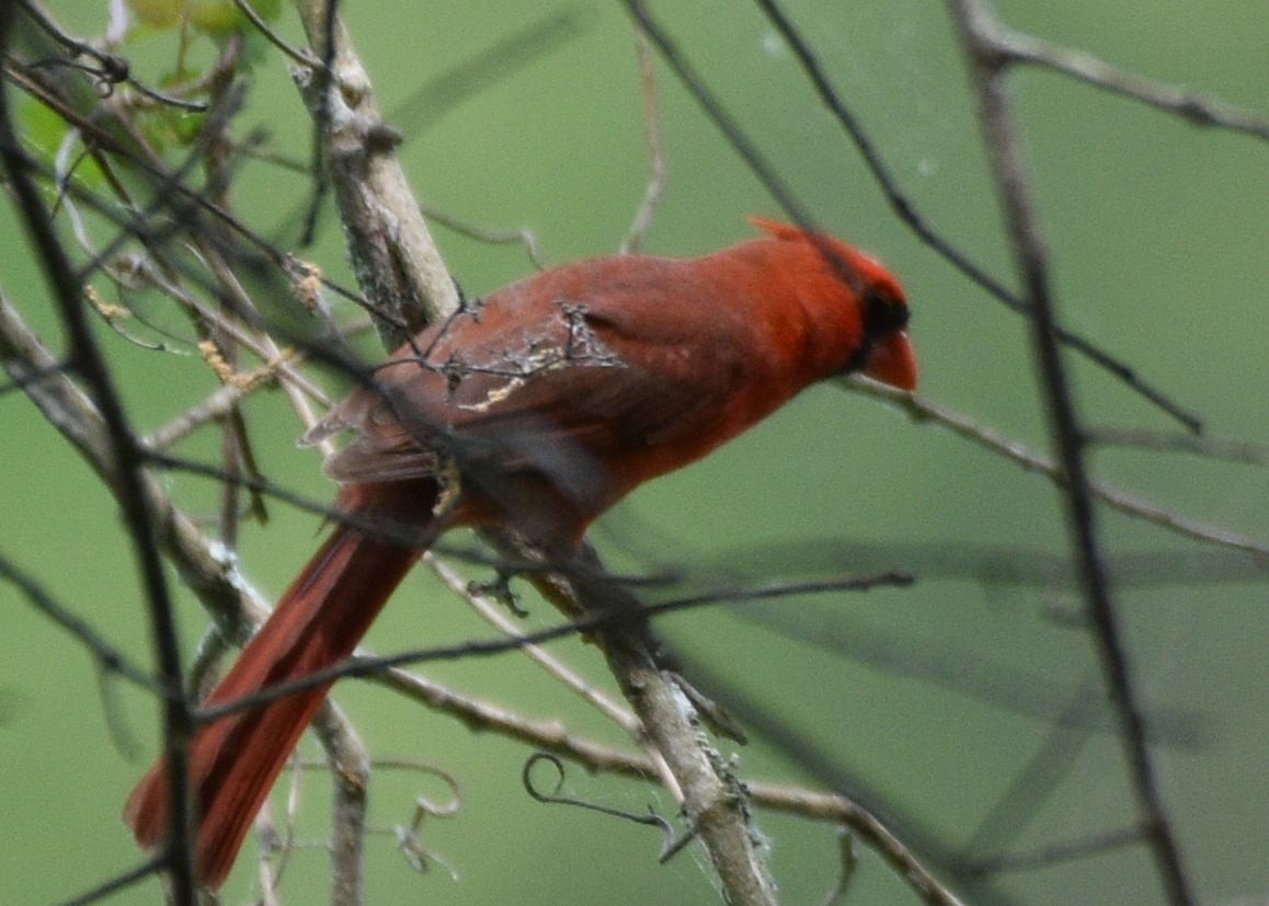 Cardinal rouge - ML619107523