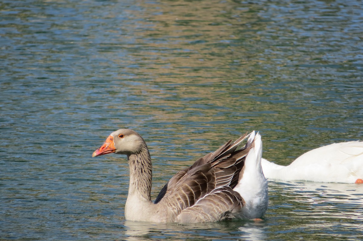 Graylag x Swan Goose (hybrid) - ML619107556