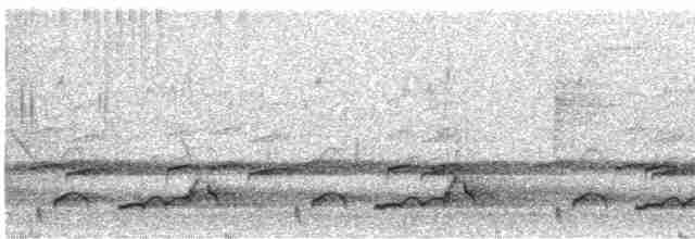 Schwarzkehl-Nachtschwalbe - ML619107566