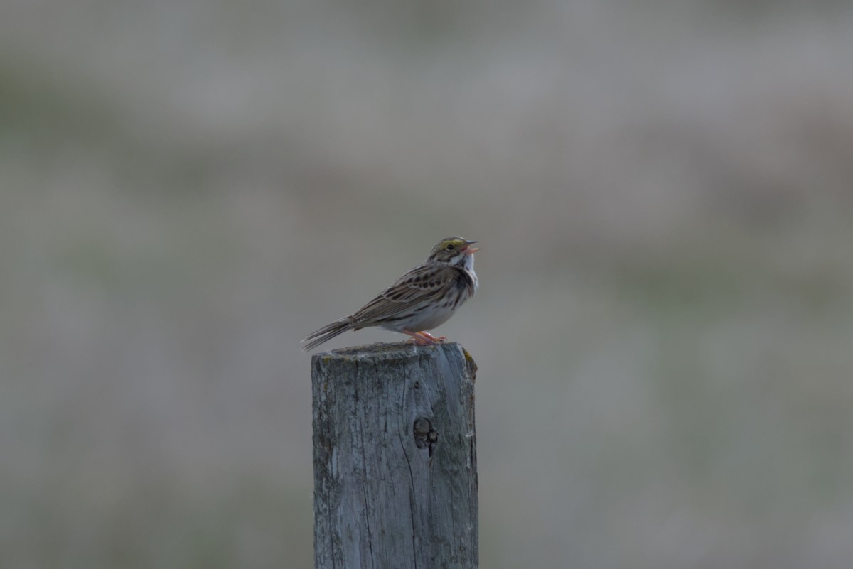 Savannah Sparrow - ML619107574
