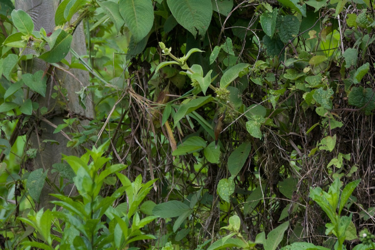 Серогорлый колибри-отшельник - ML619107591