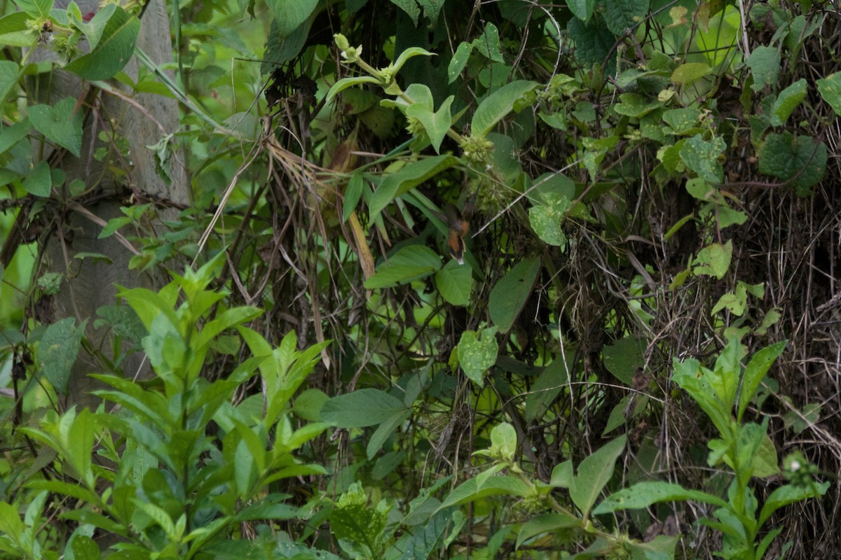 Серогорлый колибри-отшельник - ML619107592